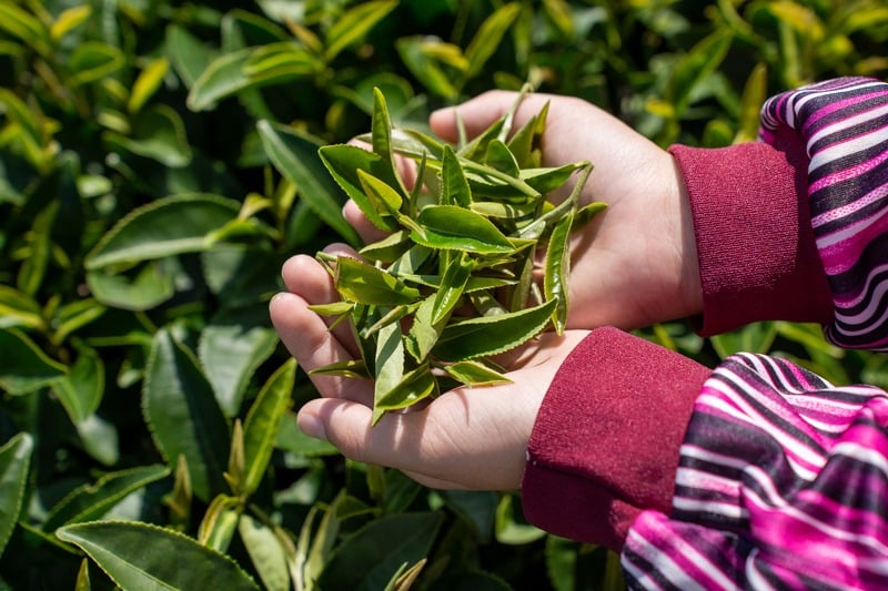 掌心捧著阿里山現採茶菁
